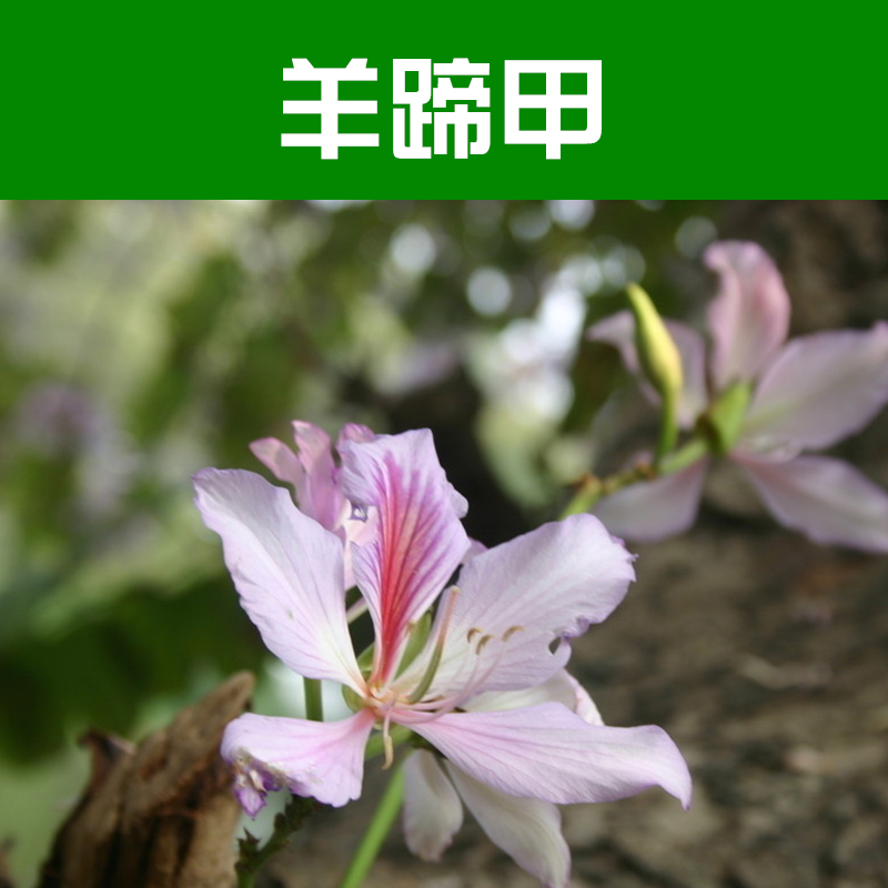 供應羊蹄甲 苗木基地 羊蹄甲報價 柳州綠化苗木基地