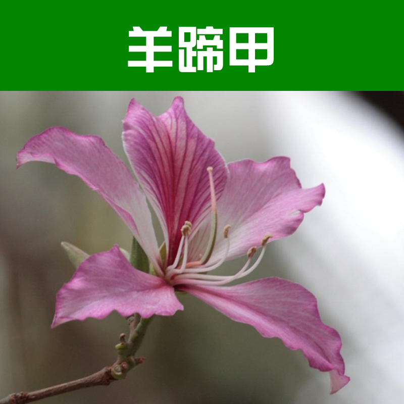 供應羊蹄甲 苗木基地 羊蹄甲報價 柳州綠化苗木基地