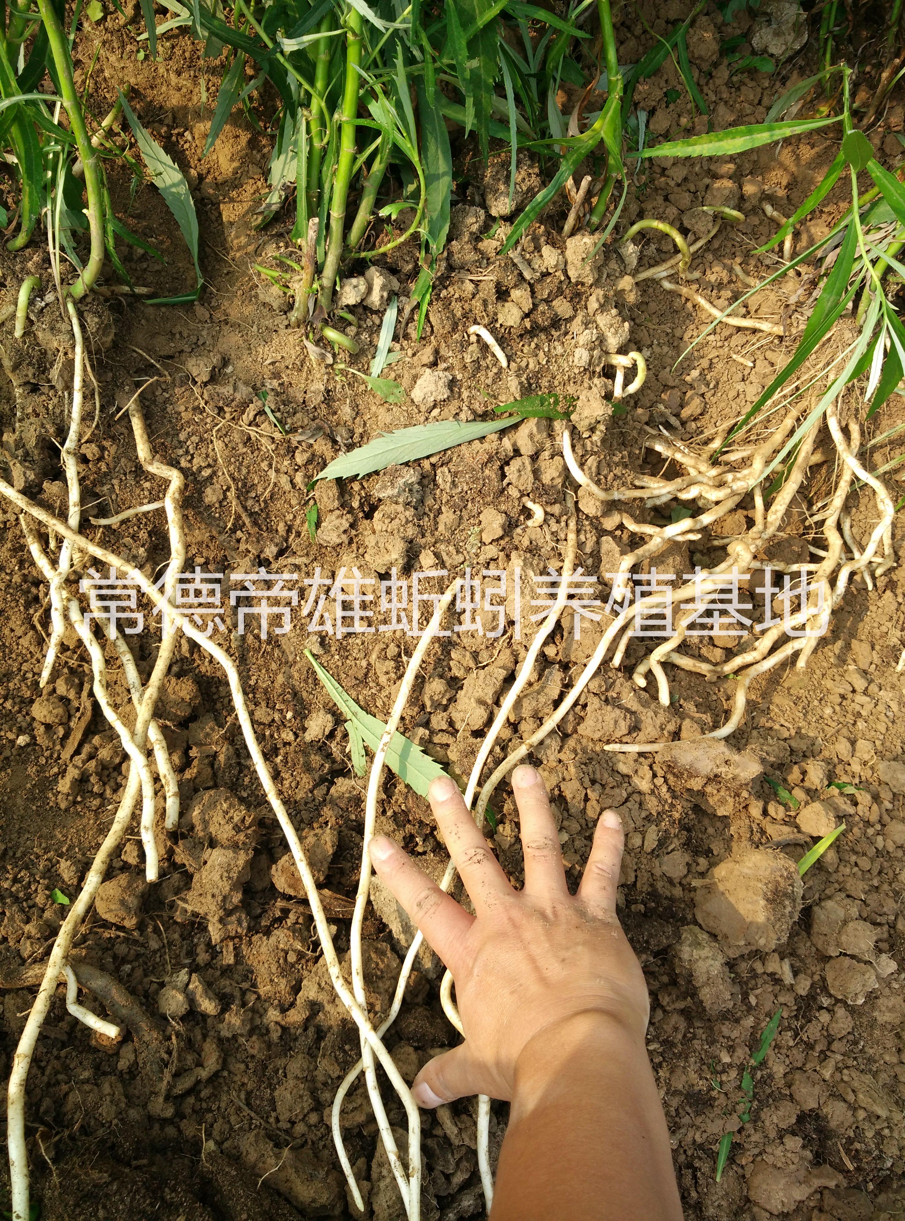 供應(yīng)用于*食材|*，|藥膳的白金蒿有機(jī)藜蒿（蘆蒿）