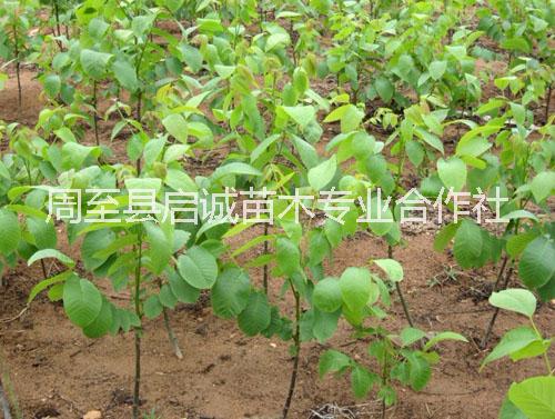 供應(yīng)大果大穗美國垂玲6號核桃苗