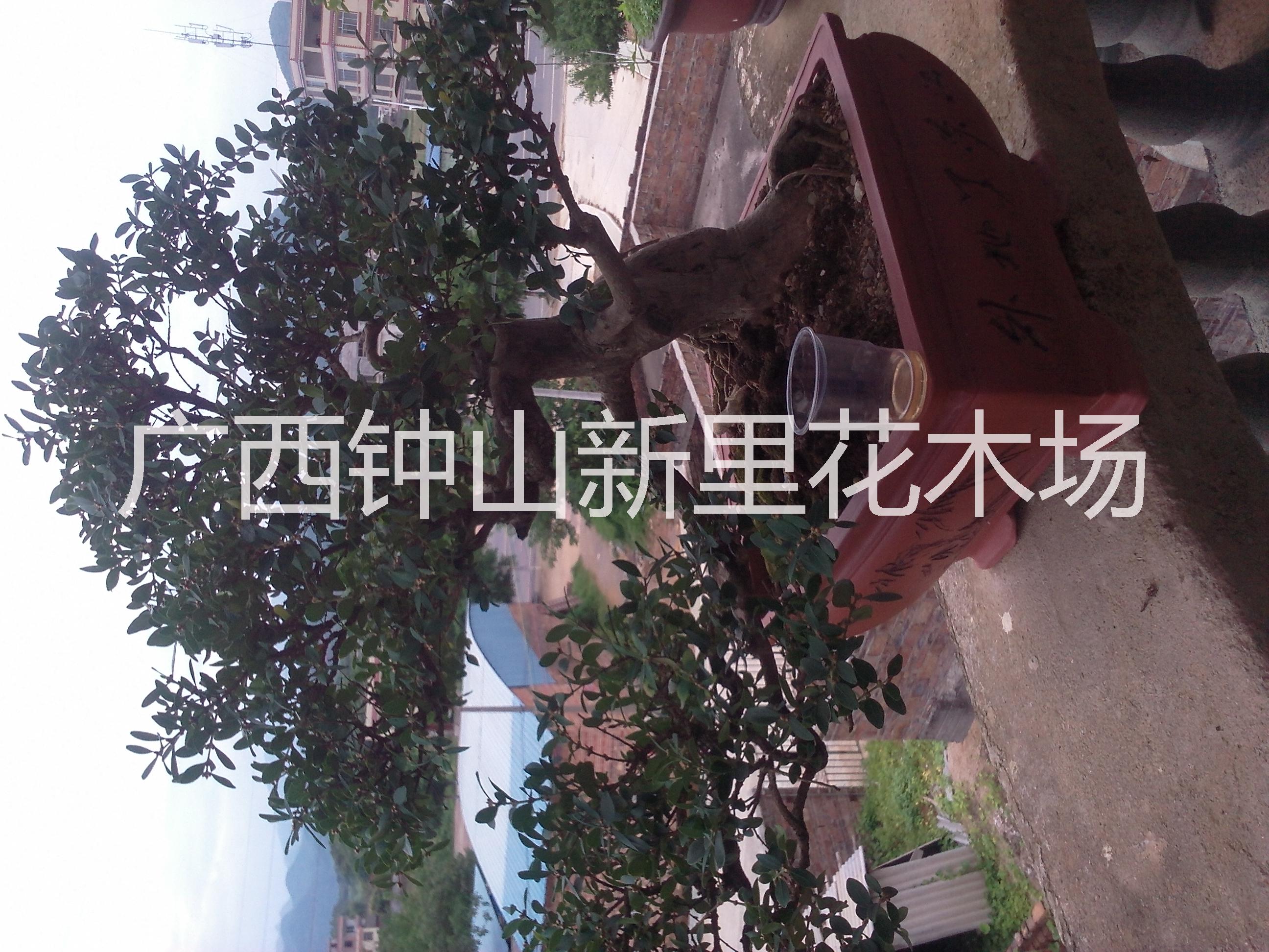 供應黃楊盆景的養(yǎng)護管理