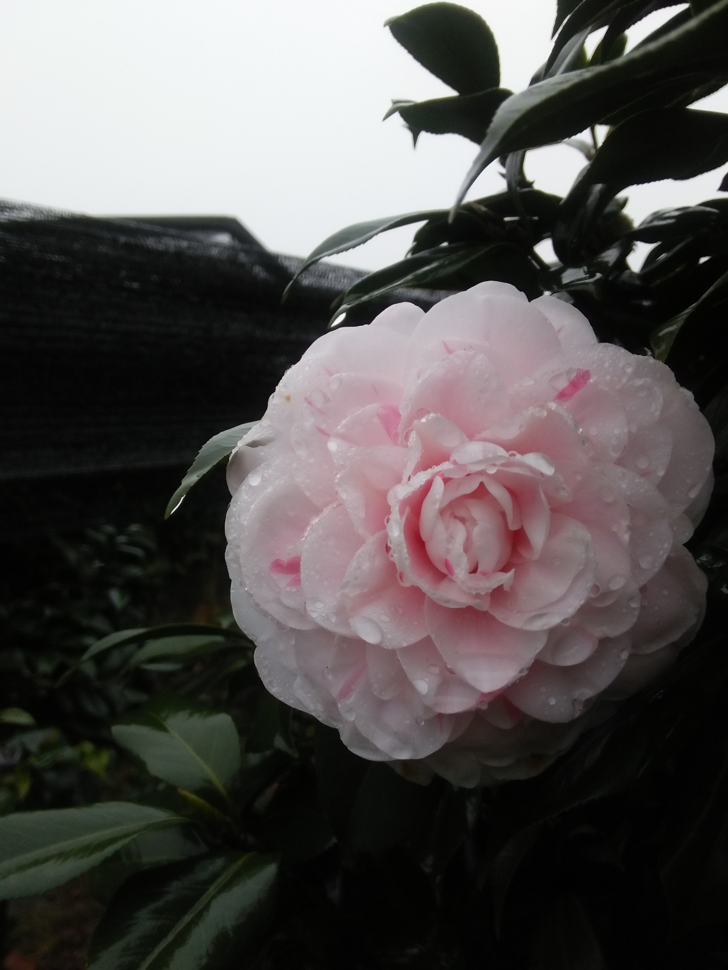 供應(yīng)金華茶花扦插苗，金華茶花扦插苗，茶花扦插苗價(jià)格，優(yōu)質(zhì)茶花扦插苗批發(fā)，金華茶花和茶花苗批發(fā)