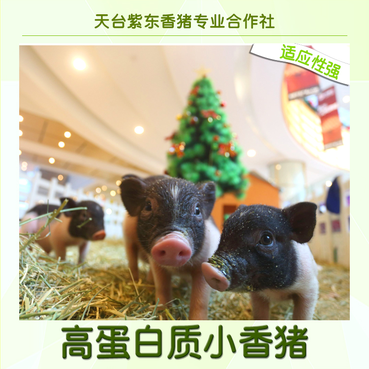 寧波巴馬*專供、巴馬*養(yǎng)殖