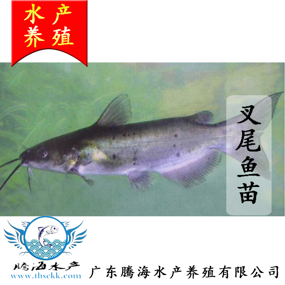 供應叉尾魚苗 優(yōu)質(zhì)叉尾鮰魚苗批發(fā)
