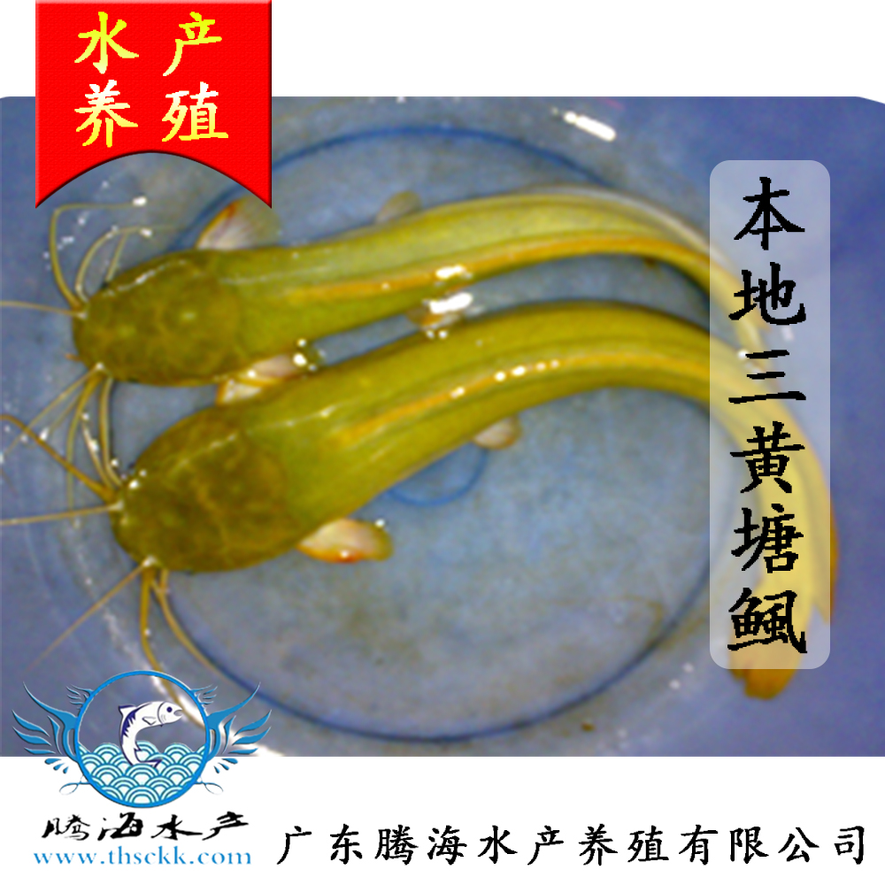 供應(yīng)本地塘鲺苗 優(yōu)質(zhì)三黃塘鲺魚苗批發(fā)
