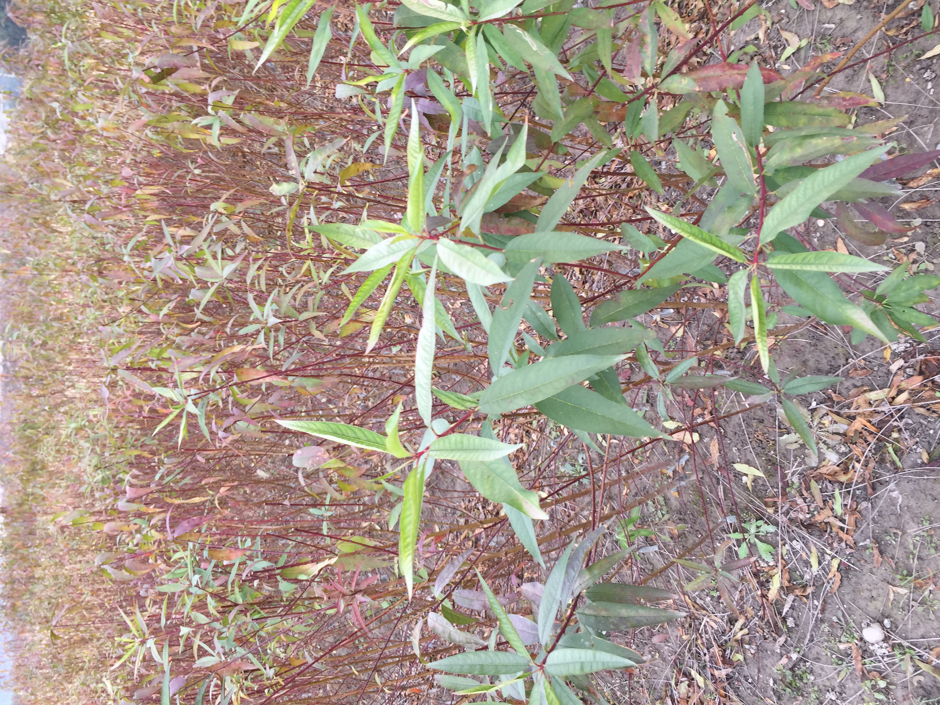 供應(yīng)奉化1年生水蜜桃苗，奉化新品種水蜜桃苗種植基地