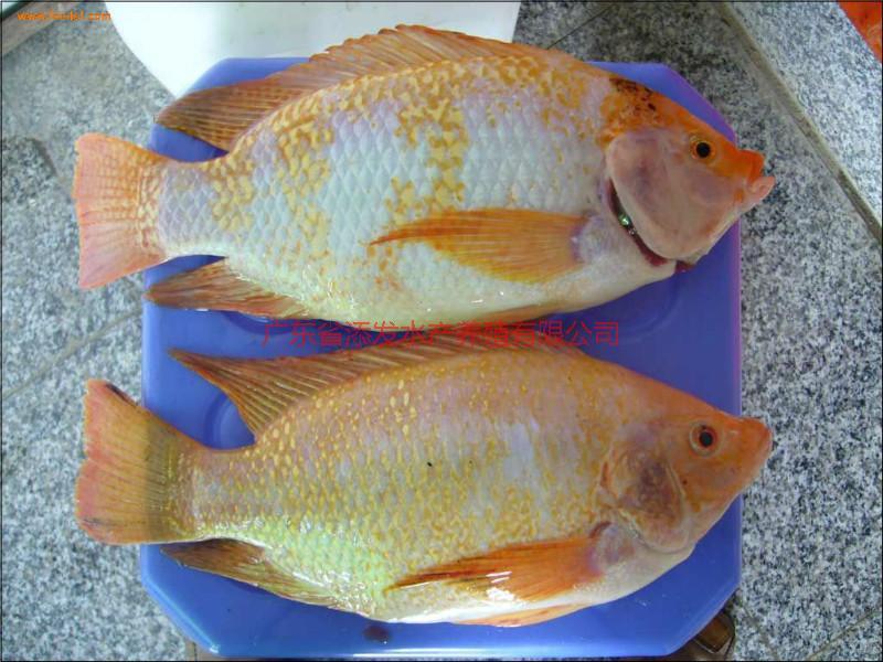 供應優(yōu)質紅羅非魚苗批發(fā)