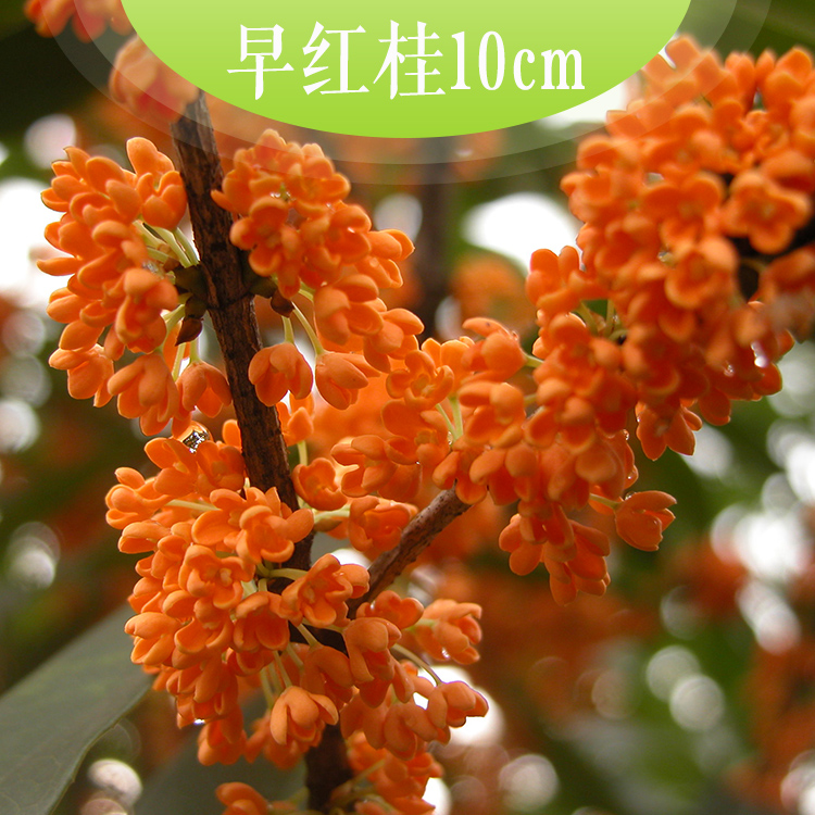供應(yīng)早紅桂10cm