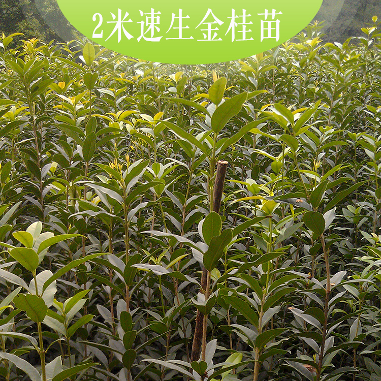 供應2米速生金桂苗溫江桂花樹品種之一：標準2米速生金桂苗，冠密集，花期長