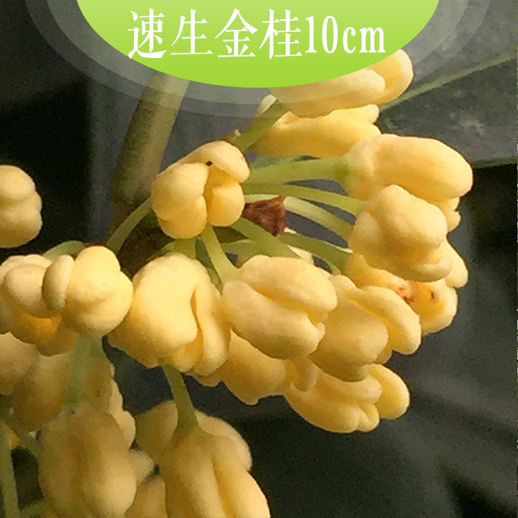 供應(yīng)速生金桂10cm速生金桂 速生桂花 *桂花生長(zhǎng)速度快 工程10CM