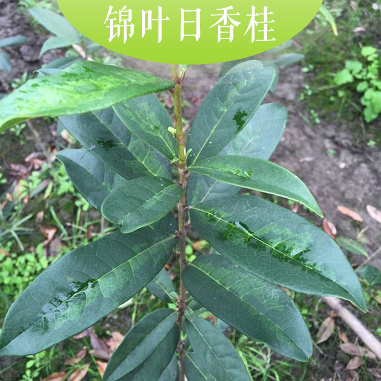 供應(yīng)錦葉日香桂優(yōu)質(zhì)錦葉日香桂