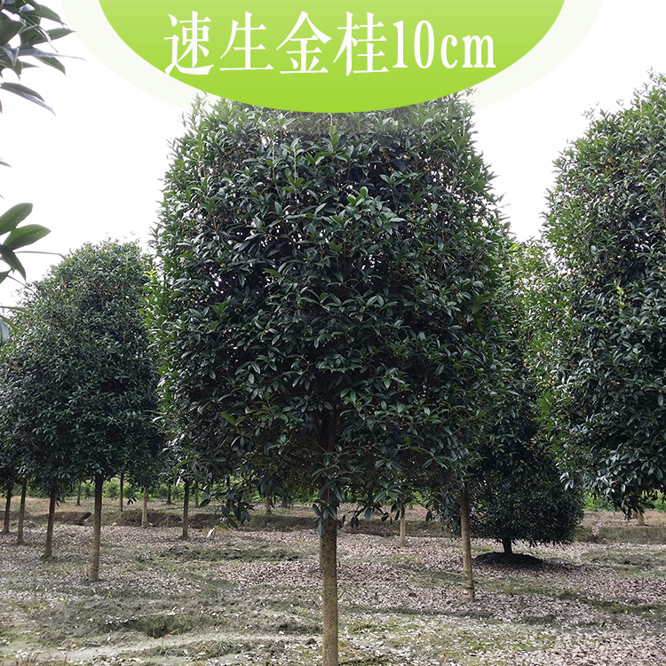 供應(yīng)速生金桂10cm速生金桂 速生桂花 *桂花生長(zhǎng)速度快 工程10CM