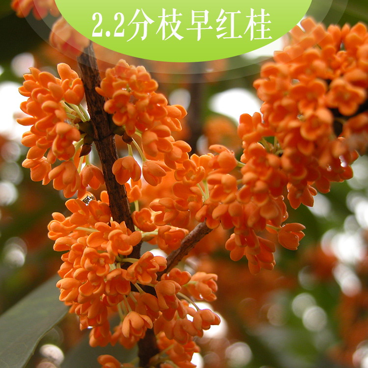 供應(yīng)2.2分枝早紅桂*丹桂品種出類拔萃品種早紅桂長勢旺抗旱耐寒、病蟲少基地直銷