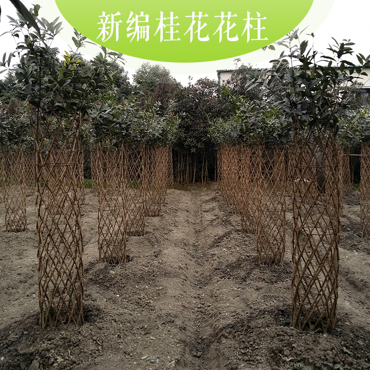 供應(yīng)新編桂花花柱.花瓶優(yōu)質(zhì)新編桂花花柱.花瓶