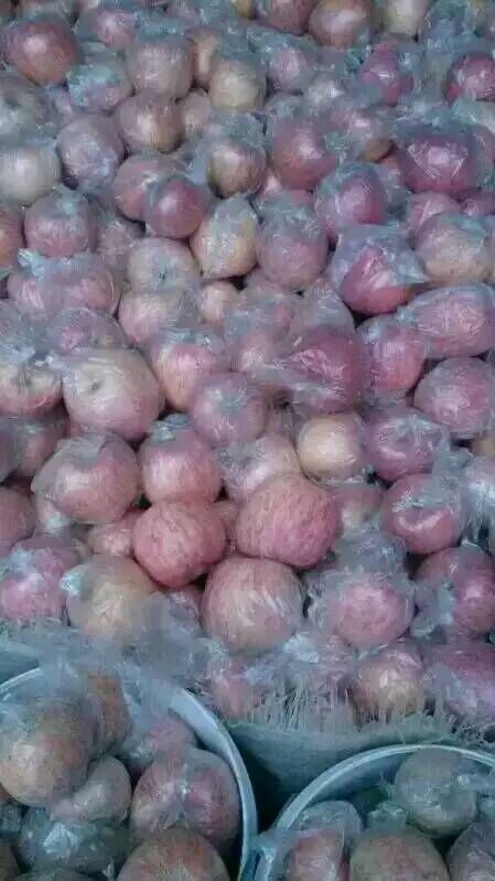 供應(yīng)用于食用生產(chǎn)的陜西紅富士蘋果產(chǎn)地價(jià)格