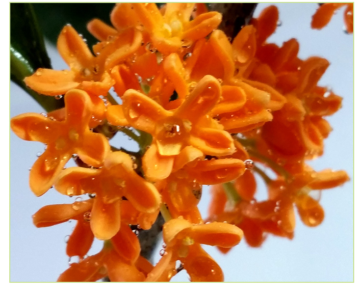 供應(yīng)馥桂供應(yīng)自產(chǎn)自銷(xiāo)樹(shù)形優(yōu)美 香飄四溢花色艷麗丹桂* 馥桂