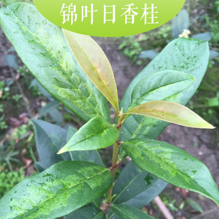 供應(yīng)錦葉日香桂優(yōu)質(zhì)錦葉日香桂