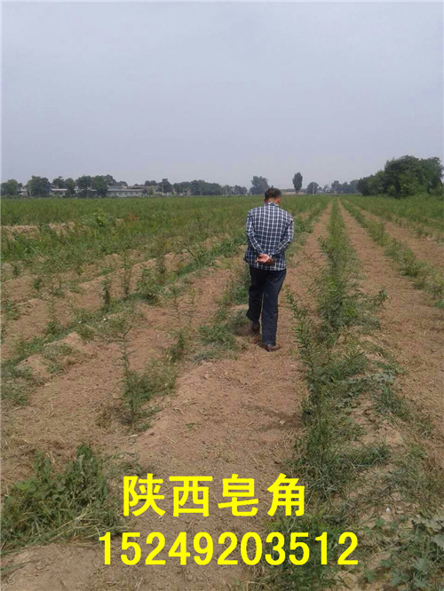 供應皂角樹苗 西安皂角樹苗價格 皂角樹苗基地