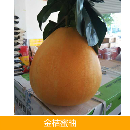 供應(yīng)廣西金桔蜜柚苗批發(fā)廠家