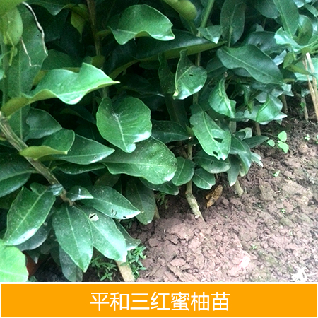 供應(yīng)平和三紅蜜柚廠家批發(fā)