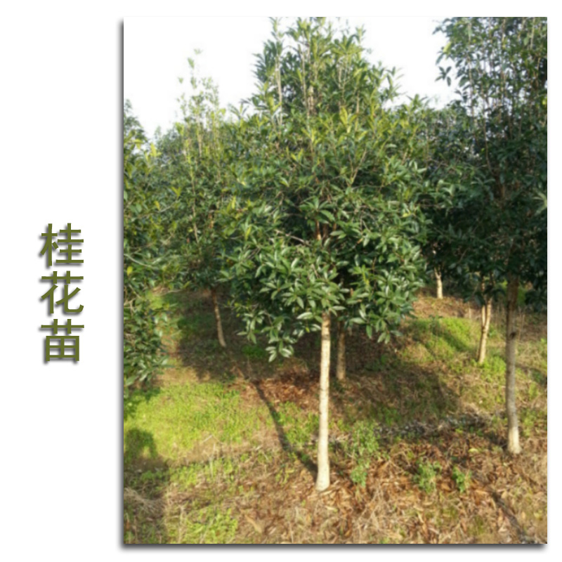 供應(yīng)福清桂花苗 供應(yīng)