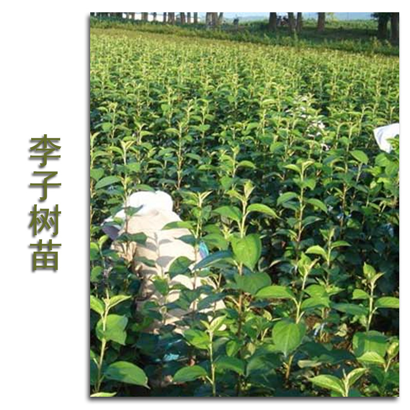 供應(yīng)李子樹(shù)苗基地