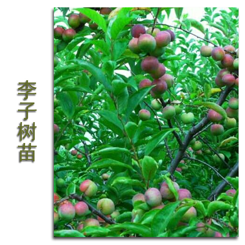 供應(yīng)李子樹(shù)苗基地