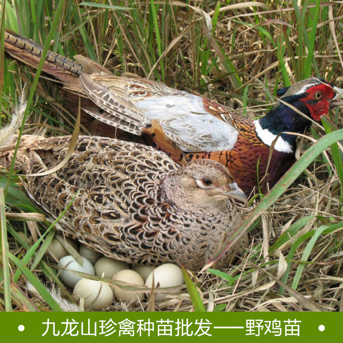 廠家直銷*苗，山雞苗，美國七彩山雞苗 免費(fèi)提供養(yǎng)殖技術(shù)