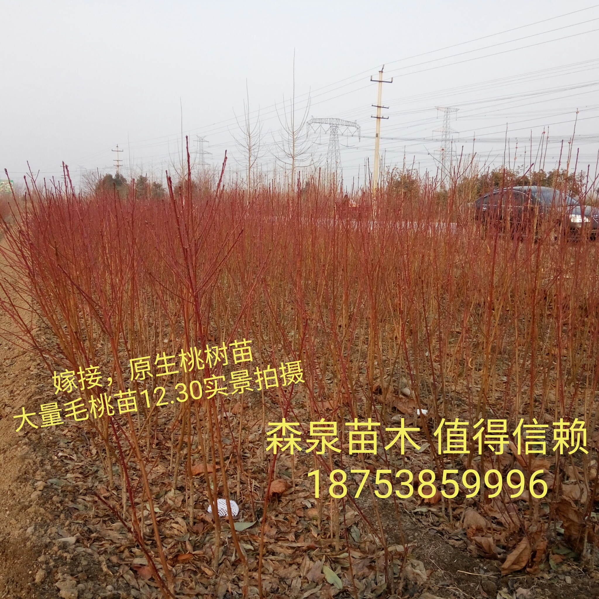供應(yīng)1公分毛桃樹(shù)苗