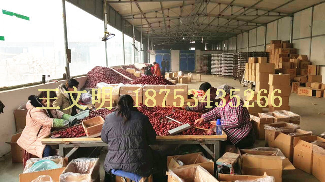產(chǎn)地供應(yīng)新疆大棗價格行情