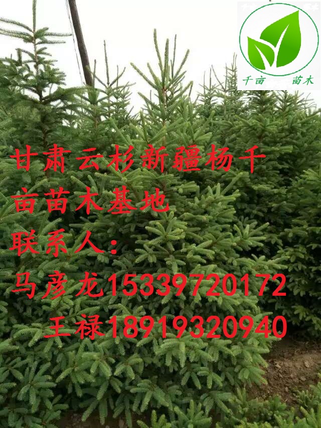 甘肅云杉，甘肅云杉樹苗、云杉價格 甘肅云杉、云杉在哪里、定西云杉多