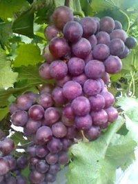 供應(yīng)葡萄*的種植技術(shù)，葡萄*的種植技術(shù)方法，葡萄*的種植技術(shù)技巧