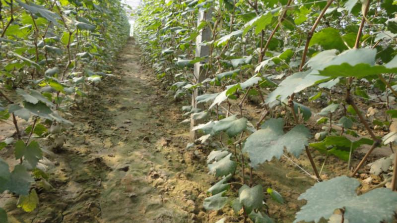 供應(yīng)葡萄大批量出售，葡萄大批量出售電話，葡萄大批量出售聯(lián)系方式，葡萄大批量出售聯(lián)系號(hào)碼