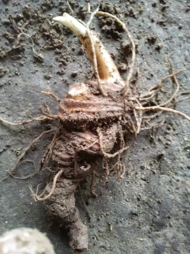 供應用于種植的重樓種苗  廣西重樓種植基地