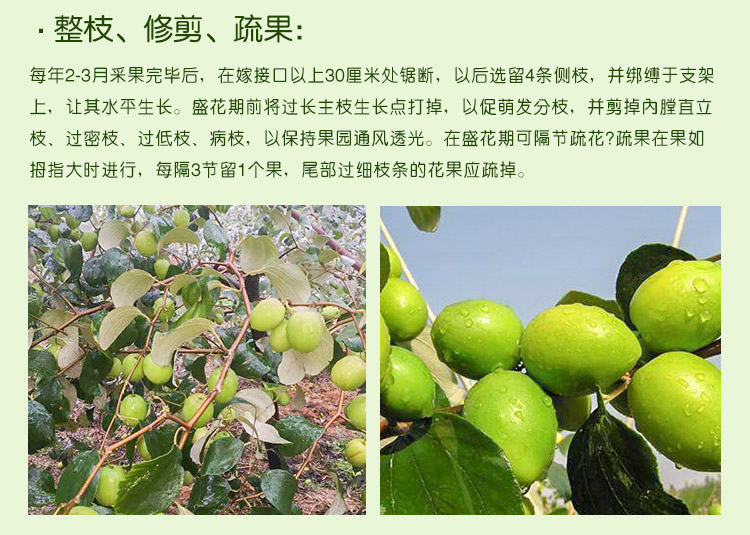 供應(yīng)臺灣蜜絲棗到底多少錢一斤 爽口脆甜牛奶蜜絲棗 多汁光滑臺灣蜜絲棗  綠色甜脆蜜絲棗
