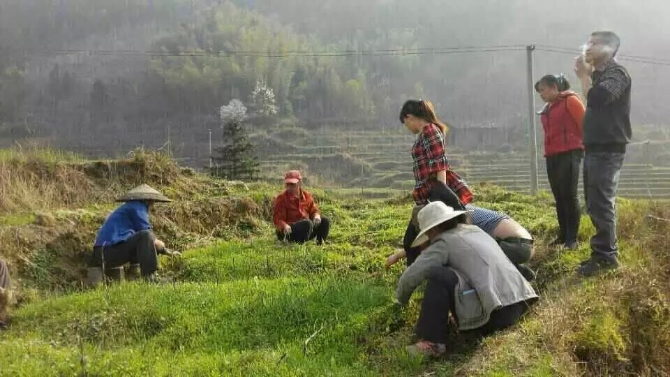 供應(yīng)用于種植的玉竹種苗批發(fā)廣西中藥材種植基地