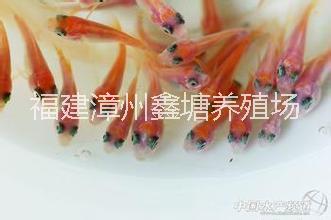 羅非魚