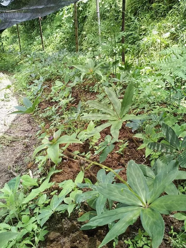 供應用于種植的重樓種苗  廣西重樓種植基地