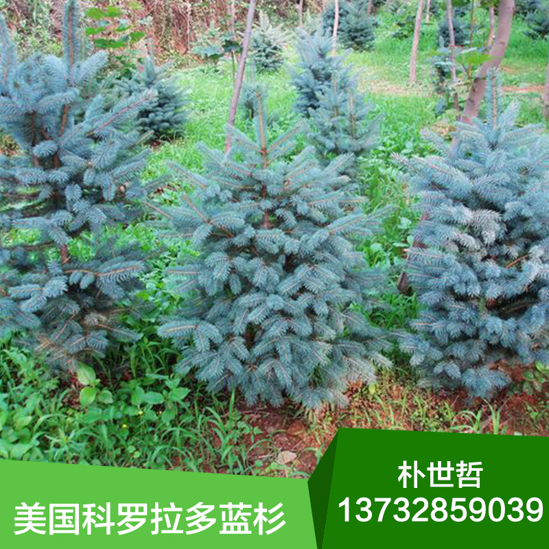 供應(yīng)用于綠化的美國(guó)科羅拉多藍(lán)杉 東北美國(guó)科羅拉多藍(lán)杉綠化苗木   東北美國(guó)科羅拉多藍(lán)杉綠化苗木