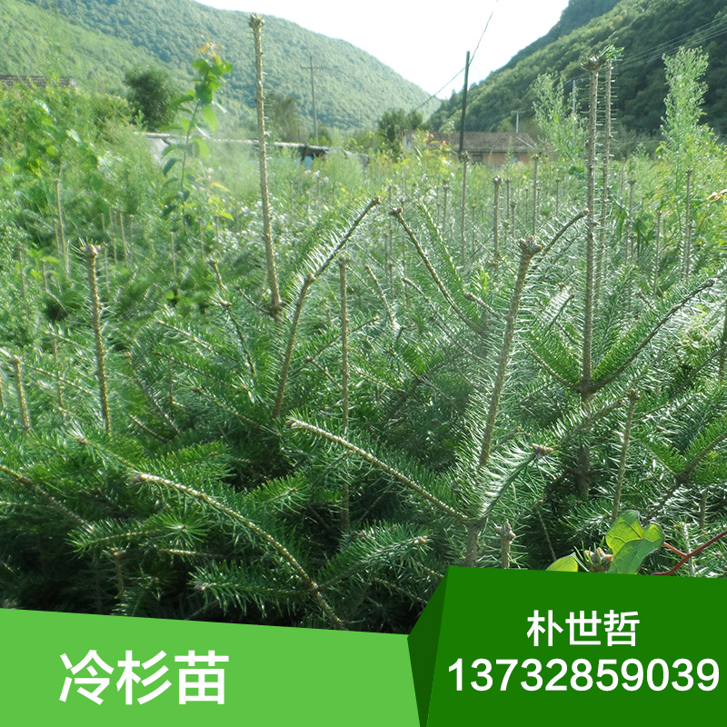 基地直銷 東北冷杉苗 冷杉小苗 綠化苗木 批發(fā)