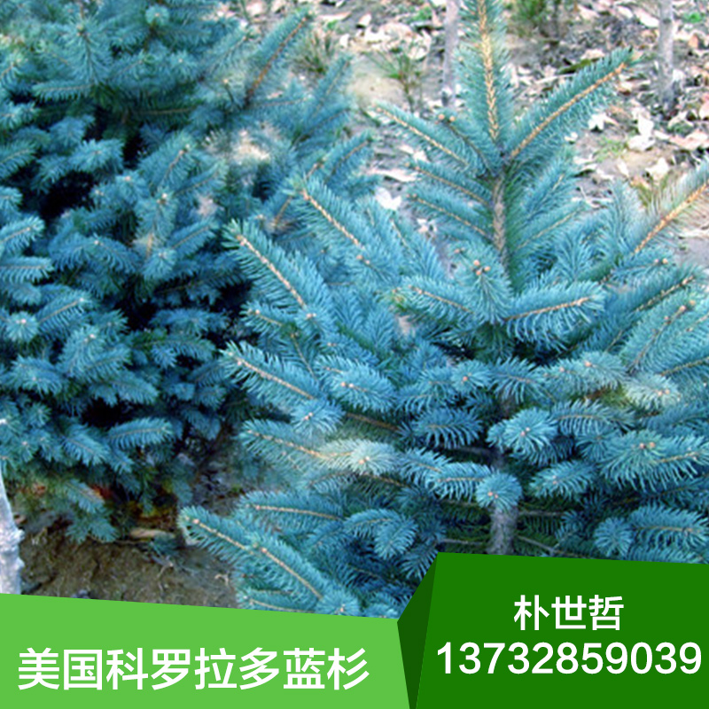 基地直銷 科羅拉多藍(lán)杉 藍(lán)杉苗木 藍(lán)杉樹苗 小苗批發(fā)