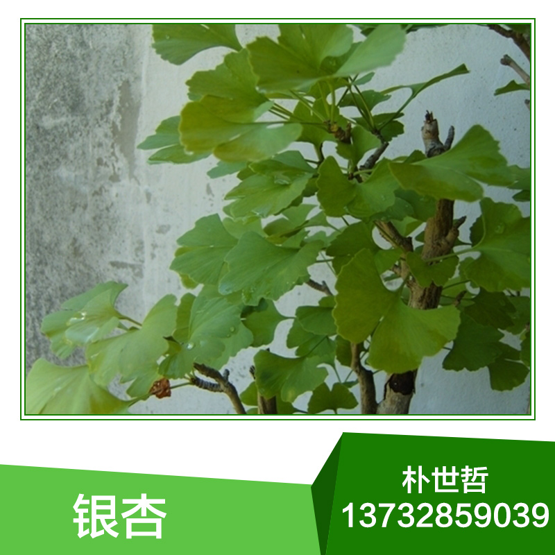基地直銷 東北銀杏 銀杏樹苗 銀杏苗木 批發(fā)