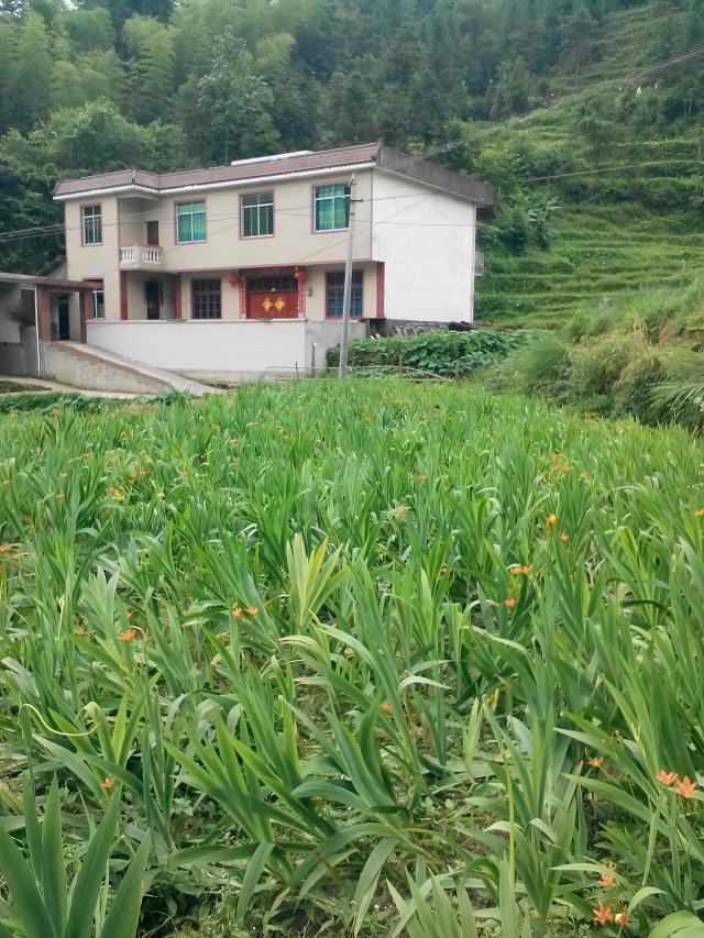 供應(yīng)用于種植|藥用的射干種苗廣西中藥材種植基地