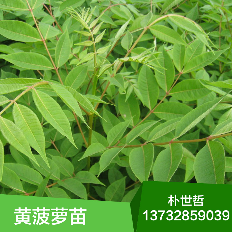 供應黃菠蘿苗，黃菠蘿苗，黃菠蘿苗木，黃菠蘿苗木批發(fā)，黃菠蘿苗木價格，苗木批發(fā) 供應黃菠蘿苗價格，黃菠蘿苗