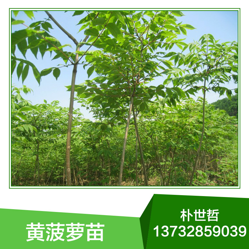 供應黃菠蘿苗，黃菠蘿苗，黃菠蘿苗木，黃菠蘿苗木批發(fā)，黃菠蘿苗木價格，苗木批發(fā) 供應黃菠蘿苗價格，黃菠蘿苗