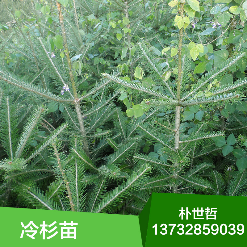 供應(yīng)冷杉苗價(jià)格，批發(fā)冷杉苗，冷杉苗木，冷杉苗木價(jià)格，苗木批發(fā)