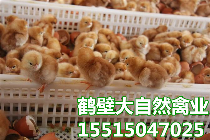 廠家供應(yīng)批發(fā)60天育成雞_青年雞