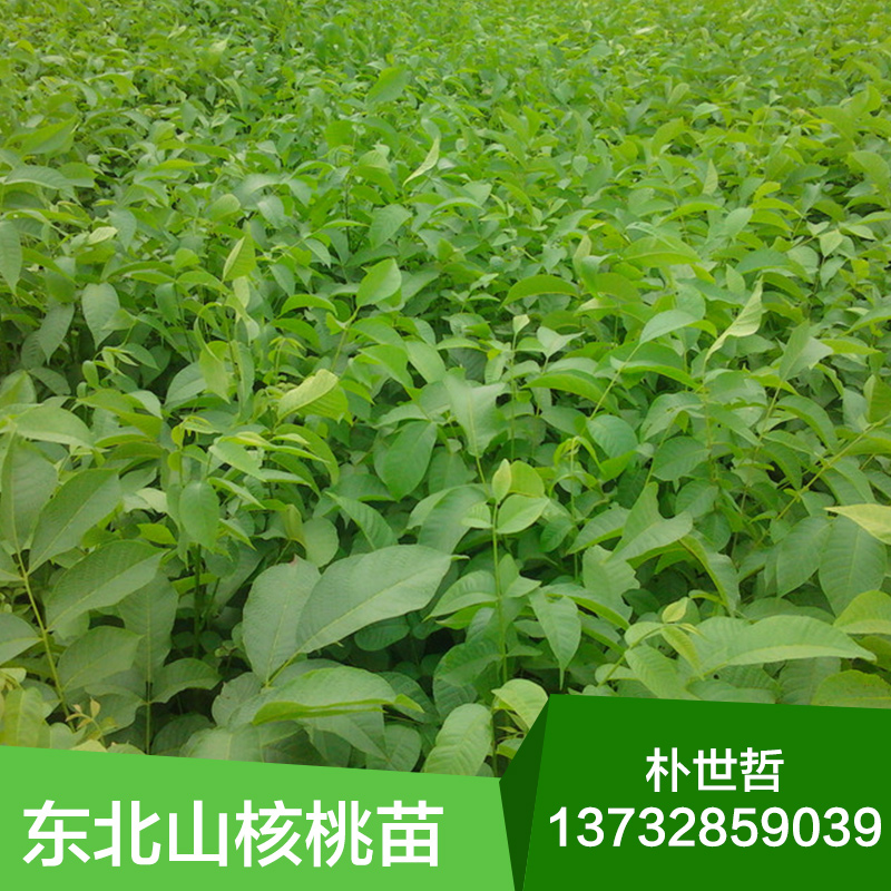 供應(yīng)東北核桃苗，東北苗木，核桃苗優(yōu)惠價(jià)，核桃苗批發(fā)
