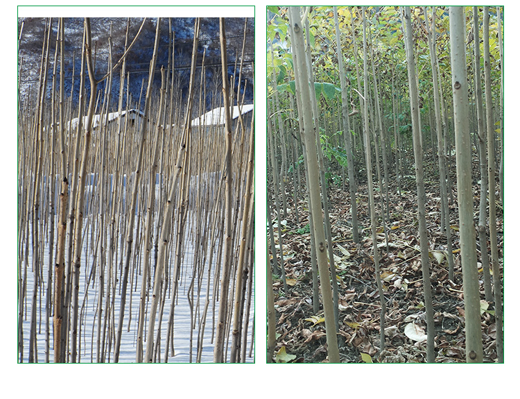 水曲柳苗，水曲柳苗，水曲柳苗批發(fā)，水曲柳價格