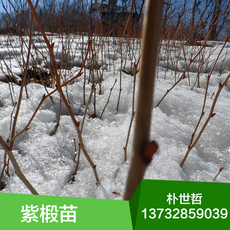 供應紫椴苗，紫椴苗價格，紫椴苗生產基地，紫椴小苗 ，基地直銷，紫椴樹苗木報價，紫椴苗批發(fā)，產地直銷，東北苗木，小苗批發(fā)